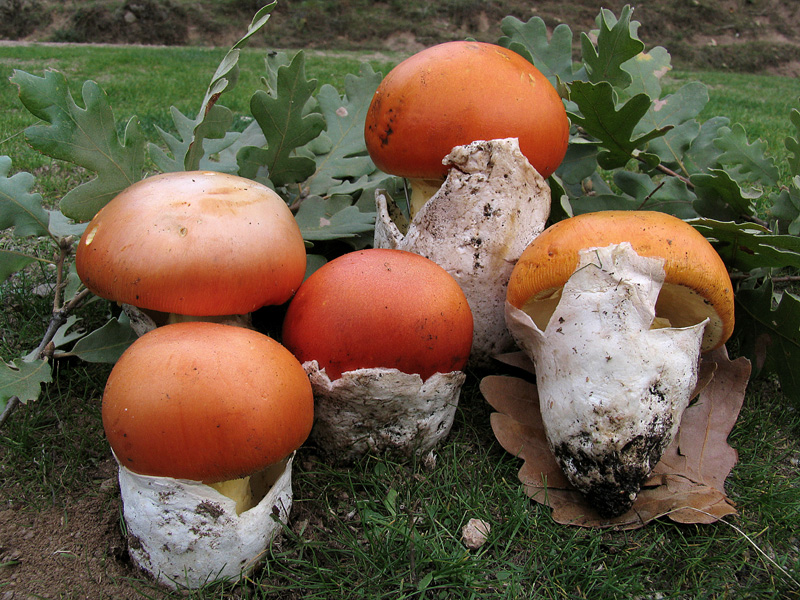  Image name: Amanita_caesarea11.jpg 
 width: 800 pixel 
 height: 600 pixel 
 Size: 304646 bytes 
 Click to enlarge 